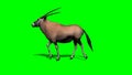 Gemsbock antelope walking with shadow 4 - green screen