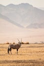 Gemsbok Royalty Free Stock Photo