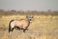 Gemsbok Royalty Free Stock Photo