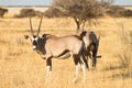 Gemsbok Royalty Free Stock Photo