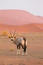 Gemsbok