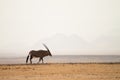 Gemsbok Royalty Free Stock Photo