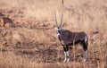 Gemsbok Africa