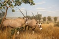 Gemsbok