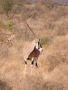 Gemsbok african antelope with long straight horns in the wild s
