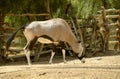 Gemsbok African oryx