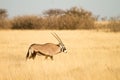 Gemsbok antelope