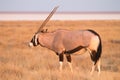 Gemsbok antelope