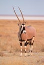 Gemsbok antelope Royalty Free Stock Photo