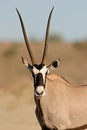 Gemsbok antelope