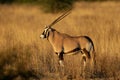 Gemsbok antelope