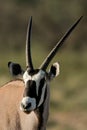 Gemsbok antelope