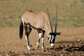 Gemsbok antelope