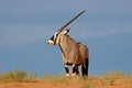 Gemsbok antelope