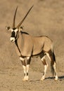 Gemsbok antelope