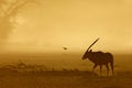 A gemsbok antelope and doves silhouetted in dust at sunrise, Kalahari desert, South Africa