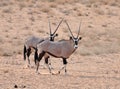 Gemsbok Antelope (Oryx gazella) Royalty Free Stock Photo