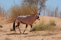 Gemsbok Antelope (Oryx gazella) Royalty Free Stock Photo