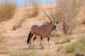 Gemsbok Antelope (Oryx gazella) Royalty Free Stock Photo