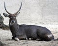 Gemsbok antelope Oryx gazella Royalty Free Stock Photo