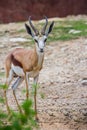 Gemsbok antelope Oryx gazella deer Royalty Free Stock Photo