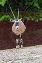 Gemsbok antelope Oryx gazella deer Royalty Free Stock Photo