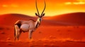 Gemsbok antelope (Oryx gazella)