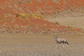 Gemsbok antelope (Oryx gazella) Royalty Free Stock Photo