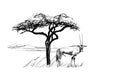 Gemsbok antelope Oryx gazella near a tree in africa. Hand drawn illustration Royalty Free Stock Photo