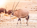 Gemsbok antelope in african savanna Royalty Free Stock Photo