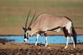 Gemsbok antelope Royalty Free Stock Photo