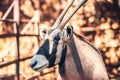 Gemsbok antelope or Oryx Gazelle close up portrait of horned animal Royalty Free Stock Photo