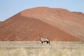 Gemsbok antelope (oryx), Sossusvlei, Namibia