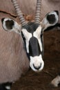 Gemsbok Antelope Portrait Royalty Free Stock Photo