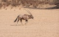 Gemsbok Walking