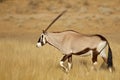 Gemsbok antelope walking in grassland