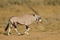 Gemsbok antelope walking in natural habitat, Kalahari desert, South Africa