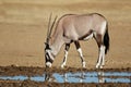 Gemsbok antelope at a waterhole