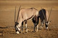 Gemsbok antelopes