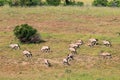 Gemsbok antelopes in natural habitat Royalty Free Stock Photo