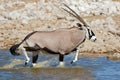 Gemsbok antelopes running in water