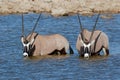 Gemsbok antelopes wading