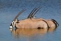 Gemsbok antelopes wading