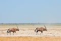 Gemsbok antelopes walking on Etosha pan Royalty Free Stock Photo