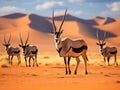 Gemsbok Desert Royalty Free Stock Photo