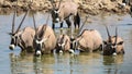 Gemsbok drinking water at Estosha National Park Royalty Free Stock Photo