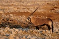 Gemsbok in the dry season