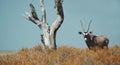 Gemsbok in Etosha Royalty Free Stock Photo
