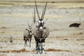 Gemsbok in Etosha #3