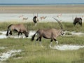 Gemsbok in Etosha Nationalpark Royalty Free Stock Photo